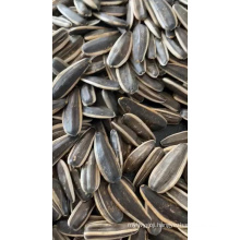 Sunflower Seeds 2019 363 361 New Crop 2019